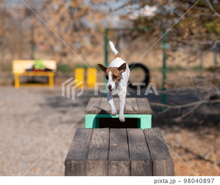 Jack Russell Terrier dog jumping from one wooden bench to another in the dog playground. Jack Russell Terrier dog jumping from one wooden bench to another in the dog playground. 98040897
