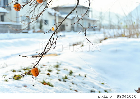 雪国によくある風景 雪と柿 雪国によくある風景 雪と柿 98041050