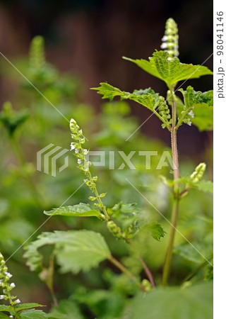 青じその花をマクロで撮影、縦位置構図の枝分かれ 青じその花をマクロで撮影、縦位置構図の枝分かれ 98041146