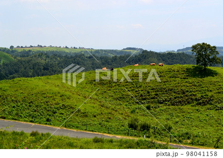 阿蘇産山村　扇棚田と牛の放牧地の農村景観 98041158