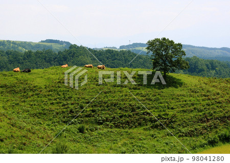 阿蘇郡産山村　扇棚田と牛の放牧地の農村景観 98041280