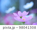 コスモス 98041308
