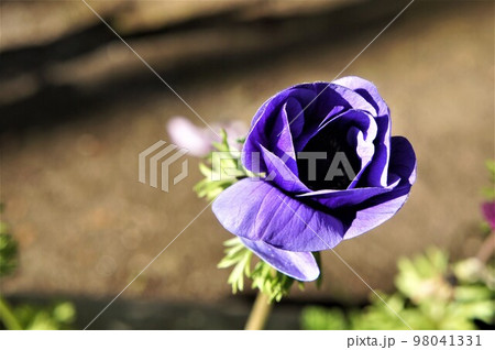 もうすぐ咲くよ 98041331