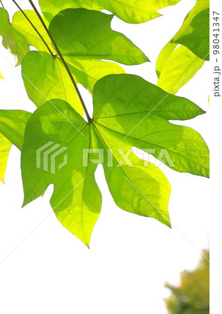 大きな青桐(アオギリ)の葉と種子 大きな青桐(アオギリ)の葉と種子 98041347