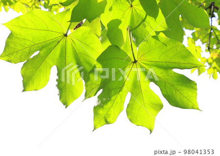 大きな青桐(アオギリ)の葉と種子 大きな青桐(アオギリ)の葉と種子 98041353