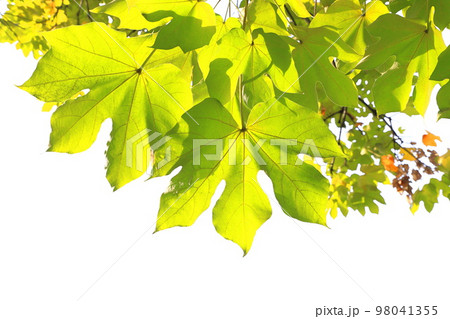 大きな青桐（アオギリ）の葉と種子 98041355