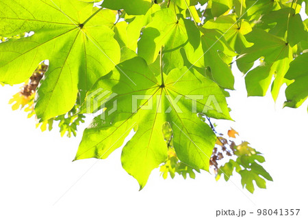大きな青桐（アオギリ）の葉と種子 98041357