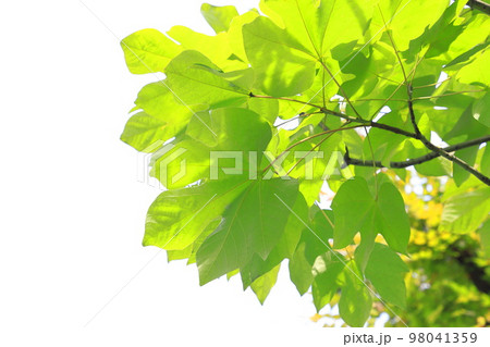 大きな青桐（アオギリ）の葉と種子 98041359