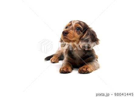 見上げる子犬　ミニチュアダックスフンド　白バック 98041445