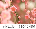 北野天満宮の満開の枝垂れ梅 98041466