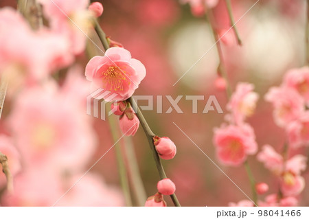 北野天満宮の満開の枝垂れ梅 98041466