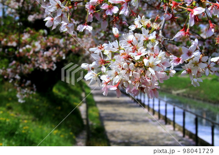 桜の花 98041729