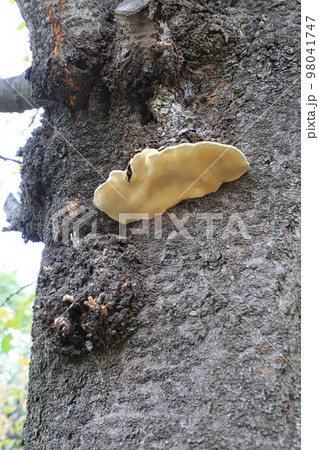 大きなサルノコシカケ 大きなサルノコシカケ 98041747