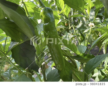 辛くないトウガラシ・甘とう美人1 98041835