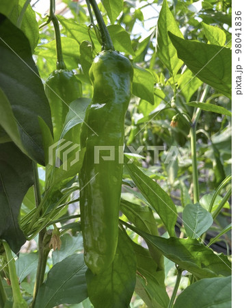 辛くないトウガラシ・甘とう美人2 98041836