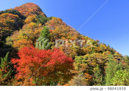 埼玉県秩父市大滝　奥秩父荒川支流の大血川渓谷の紅葉 98041939