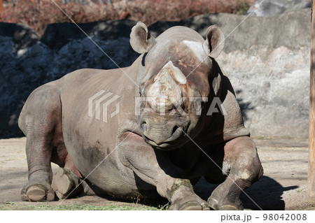 ヒガシクロサイ 98042008