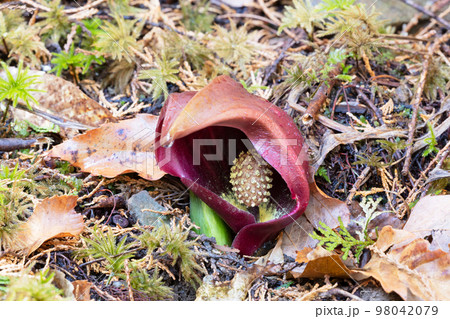 ザゼンソウ 98042079