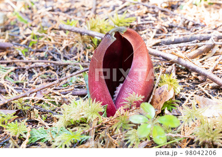 ザゼンソウ 98042206