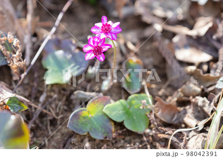 雪割草の花 雪割草の花 98042391