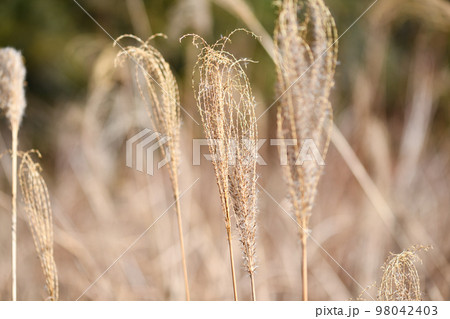 早春のススキ（薄） 98042403