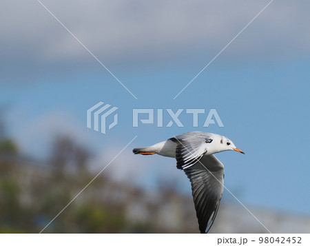 ユリカモメ、1羽、飛翔 98042452