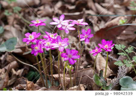 雪割草の花 雪割草の花 98042539
