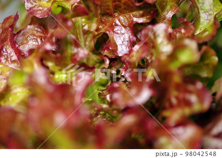 冬でも育つ野菜たちをマクロで撮影、サニーレタスの葉脈アップ強調 98042548