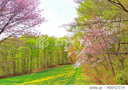 新緑と桜と草原に咲く満開の水仙 98042554