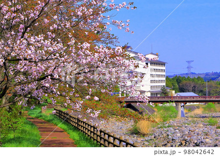 遊歩道に咲く鮮やかな八重桜 遊歩道に咲く鮮やかな八重桜 98042642