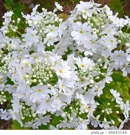 可愛いサクラソウ　プリムラ・マラコイデス　春の花素材 98043549