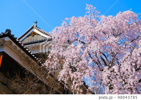 上田城跡公園の満開の桜 上田城跡公園の満開の桜 98043785