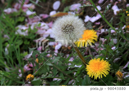 タンポポの花 タンポポの花 98043880