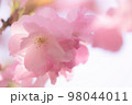 優しい色の八重桜 98044011