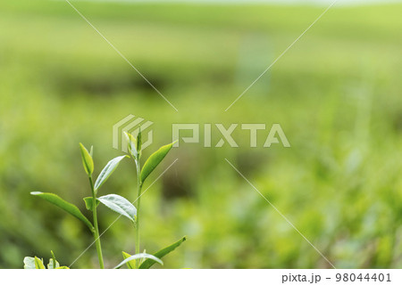 Green tea tree leaves field plant in camellia sinensis organic farm. Close up Tree tea plantations mountain green nature background in morning. Fresh young tender bud herbal Green tea tree in farm 98044401