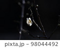 しだれ梅 98044492