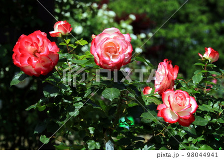 バラの花 バラの花 98044941