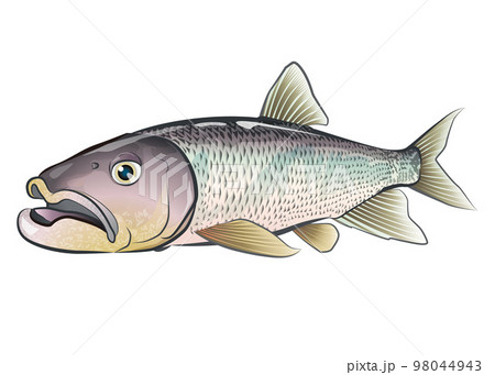 ハスイラスト ハスイラスト 98044943