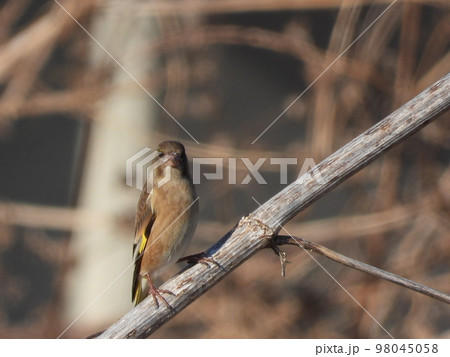 近所の小川にいたカワラヒワ 近所の小川にいたカワラヒワ 98045058