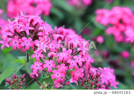 ピンク色の草山丹(クササンタンカ) ペンタス ピンク色の草山丹(クササンタンカ) ペンタス 98045163