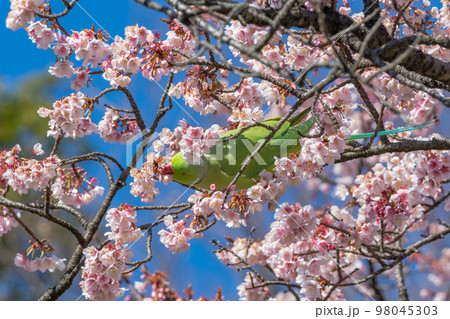 東京で見る野生のワカケホンセイインコと河津桜　2月の上野公園 98045303