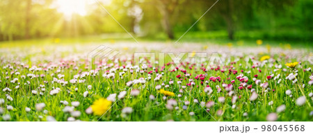 Meadow with lots of white and pink spring daisy flowers 98045568