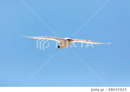 The red-tailed tropicbird, Phaethon rubricauda, Nosy Ve. Madagascar wildlife The red-tailed tropicbird, Phaethon rubricauda, Nosy Ve. Madagascar wildlife 98045925