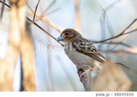 Sakalava Weaver female, Ploceus sakalava. Kirindy Forest, Madagascar Sakalava Weaver female, Ploceus sakalava. Kirindy Forest, Madagascar 98045930