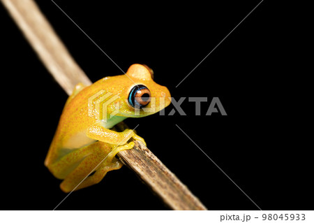 Green Bright-Eyed Frog, Boophis Viridis, Ranomafana. Madagascar 98045933
