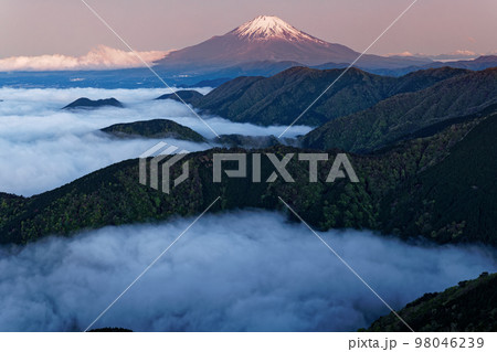 丹沢表尾根・三ノ塔から朝焼けの富士山と雲海 98046239