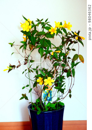黄色いジャスミンの花 黄色いジャスミンの花 98046362