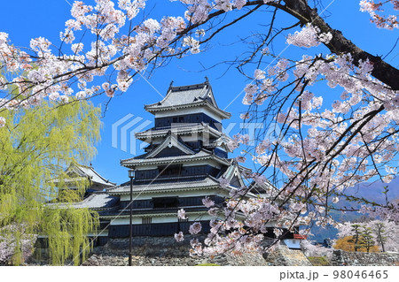 【長野県】桜満開の松本城（大天守と乾小天守） 98046465