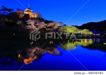 【神奈川県】三渓園の夜桜 98046485