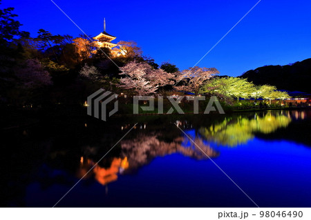 【神奈川県】三渓園の夜桜 98046490